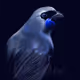 Kokako