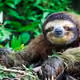 RebelSloth