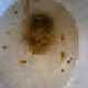 PixelatedShit