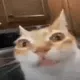 GiraffeKingNFT