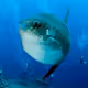 OpenBlueOcean4