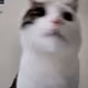 JOSHTALLL