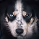 Underdogs_NFT