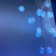 kinako0040