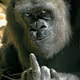 ApeInMD