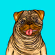 BoneyThePug_NFT