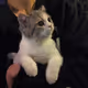 kiknadze23