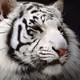 TigerCryp333