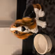Orange_Dog