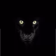 Panther_007