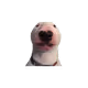 Walter_Dog