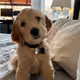 CursingPuma