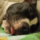 Snoopi420