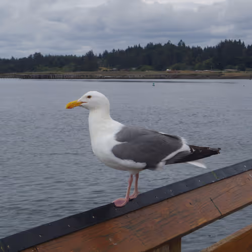 OpenSea profile picture for @seagull