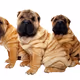 PinFres