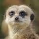 MisterMeerkat