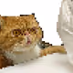 Garfieldcat