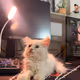 AnonymousDegen
