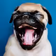 Bored_Pug