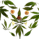 YourMetaverseDrugDealer