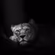 0x0a2672024c8ef0320efd5dade883e7b1a34dad01