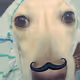 Lloydeeii