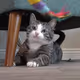 ForTaterTot