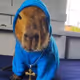 _CAPIVARA