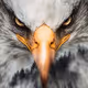 NFT-Eagle
