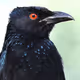 Lordrongo