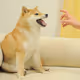 Feisty-Doge