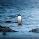 Penguin-in-Vegas