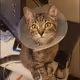Kitto3