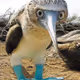 COCOLINOkarolino