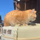 Kataaki