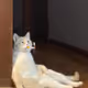 FelicX