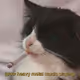 52832812