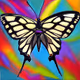 purebutterfly_official