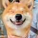 CryptoDiviningDog