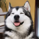 Husky-guy