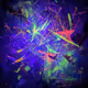 Eisen_7