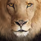 Gymlion2