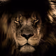 Lion62