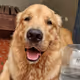 Lillagolden
