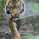 Luffynonakama
