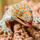 LizZzarD