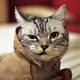 codingmeow