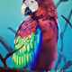 kesha-parrot