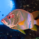 minnowvium