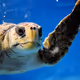 The_Turtles